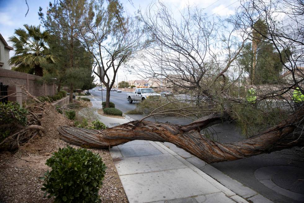 A fallen tree blocks two southbound lanes on North Commerce Street near West Craig Road in Nort ...