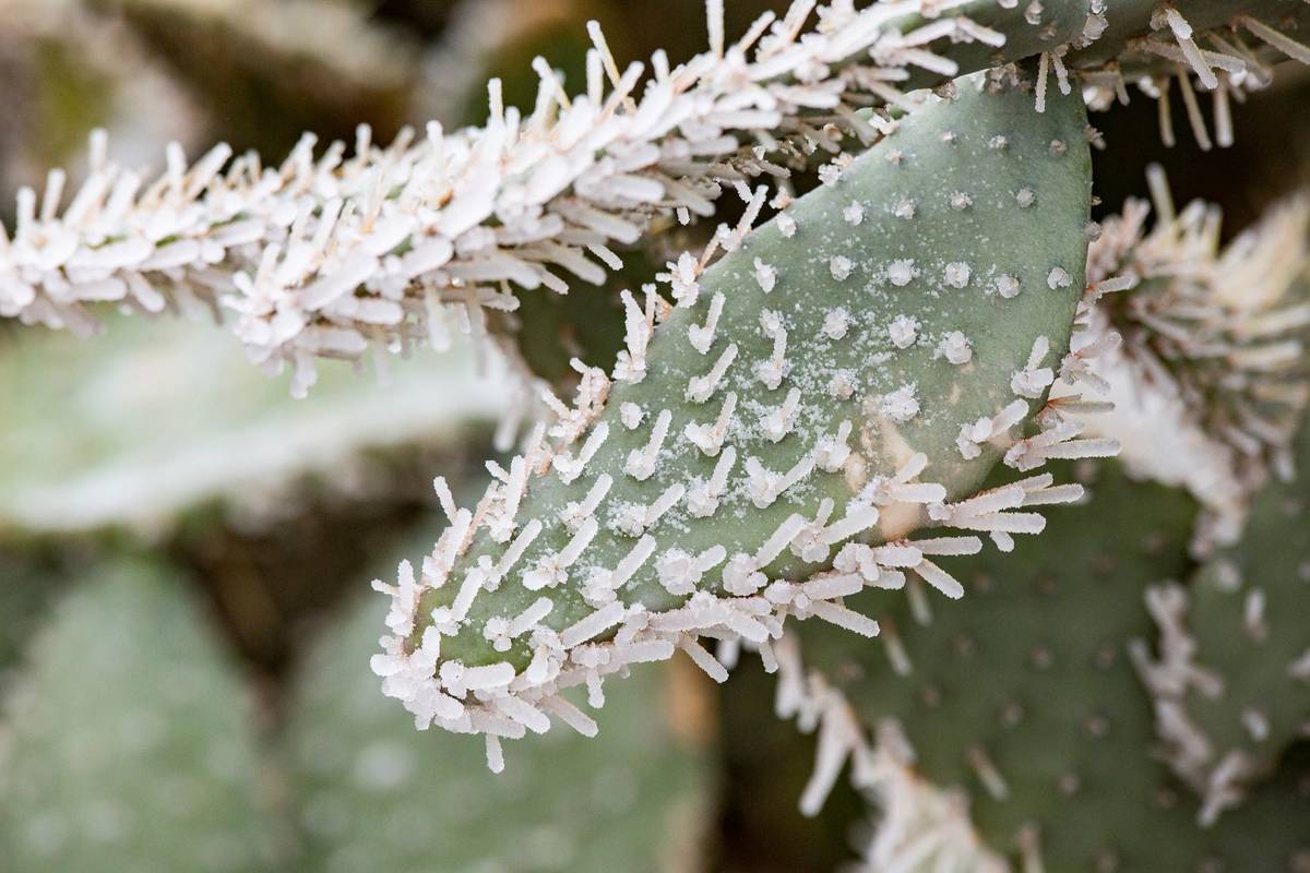 Ice covers the spines of a cactus at the University of Texas of the Permian Basin Friday, Feb. ...