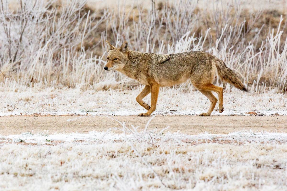A coyote trots along a pathway at the University of Texas of the Permian Basin Friday, Feb. 12, ...