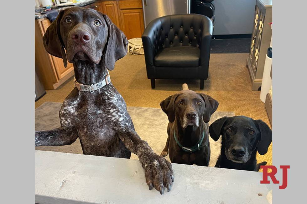Dylan Hazelhurst's three dogs from left to right: Annie, Sienna and Achilles. The three dogs an ...