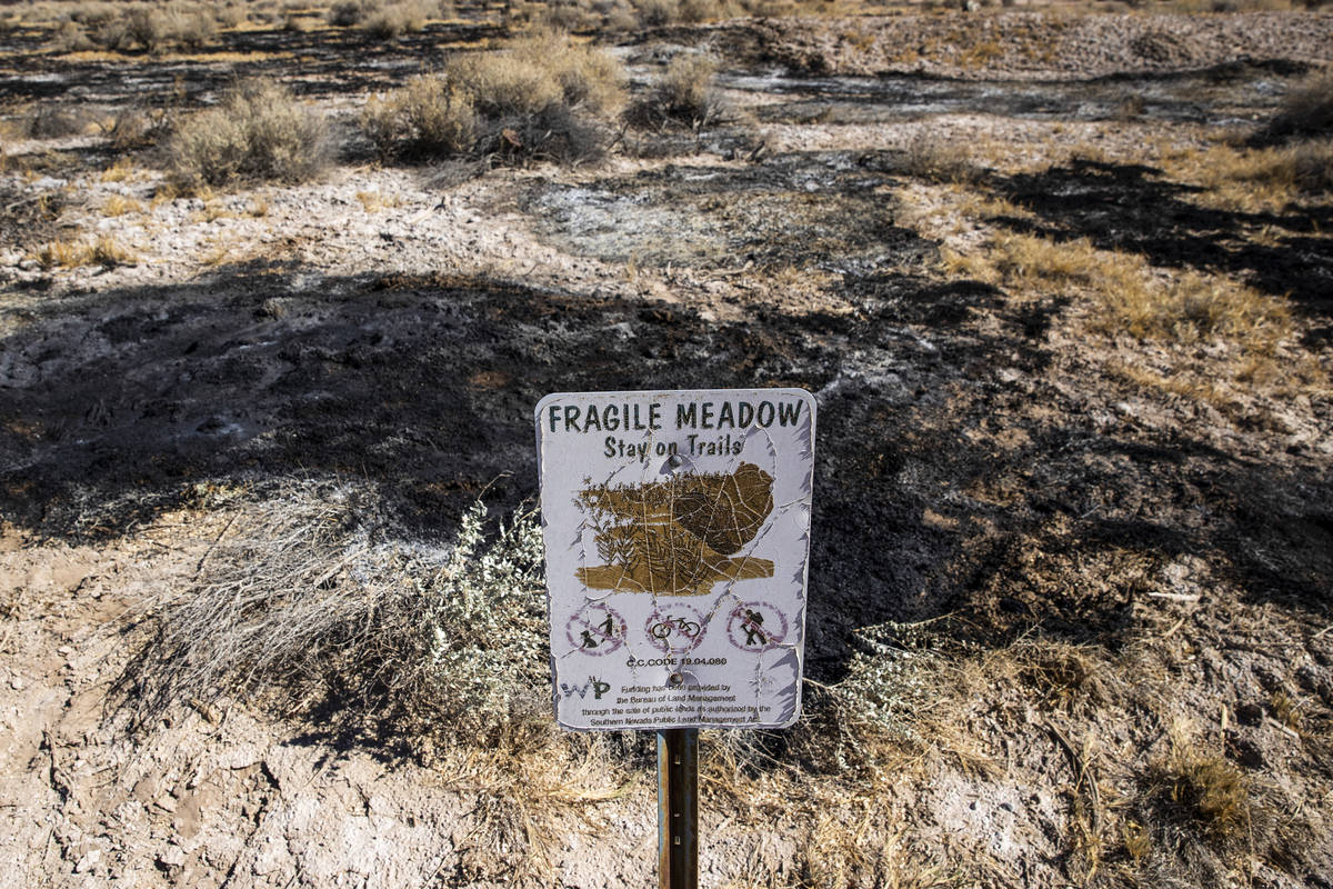 Clark County Wetlands Park in Las Vegas after a fire burned 25 percent of the park the previous ...