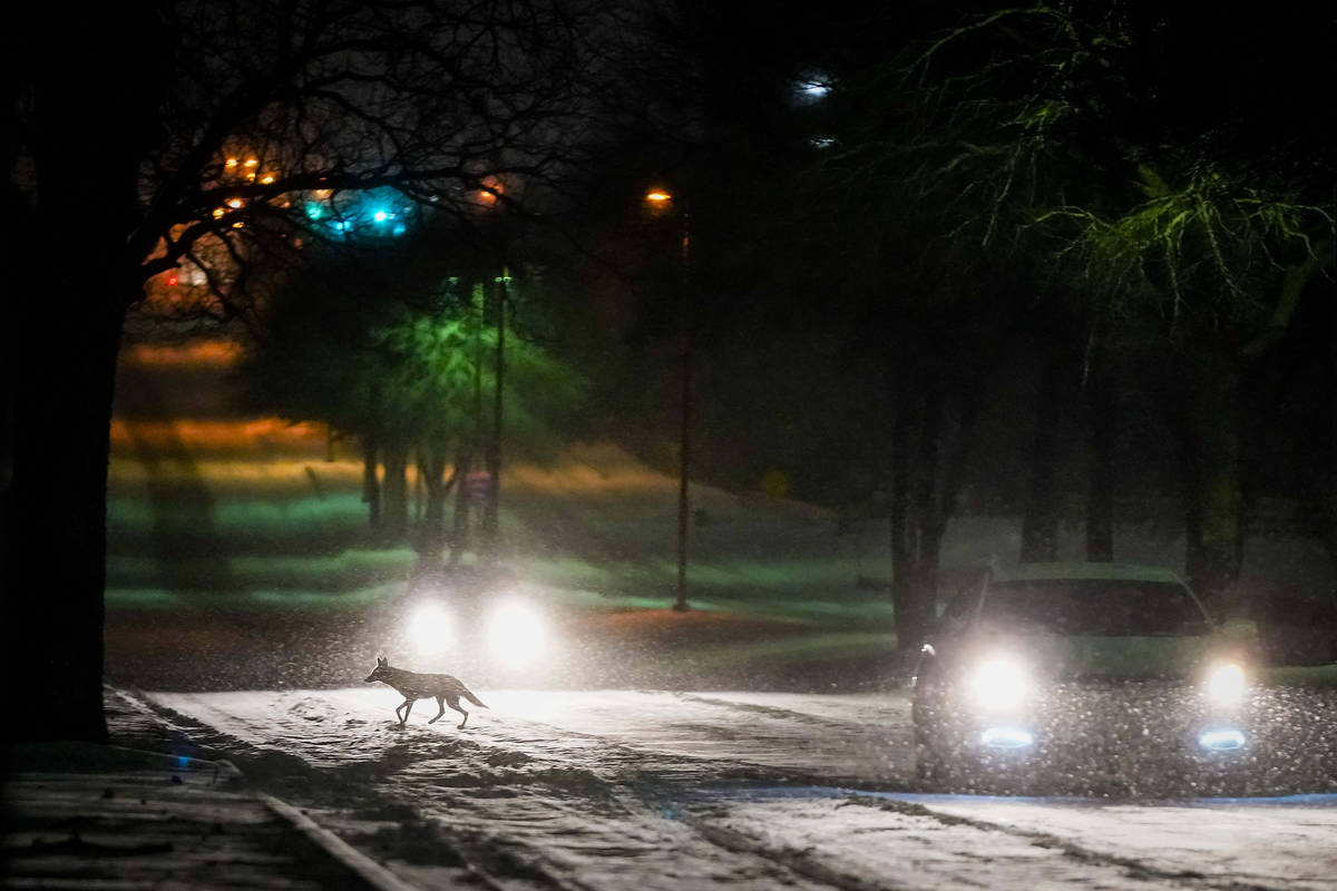 A fox or small coyote crosses Plano Road between cars moving through the Spring Creek Nature Ar ...