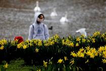 A pedestrian wearing a face covering due to the Covid-19 pandemic walks past blooming daffodils ...