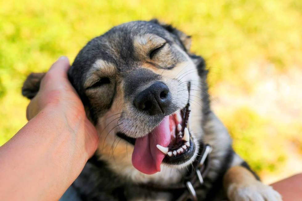 Dogs can be adopted during the Friday event. (Getty)