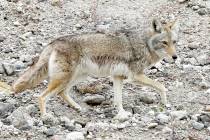 A coyote wanders at Lake Mead in 2017. (Bizuayehu Tesfaye/Las Vegas Review-Journal)