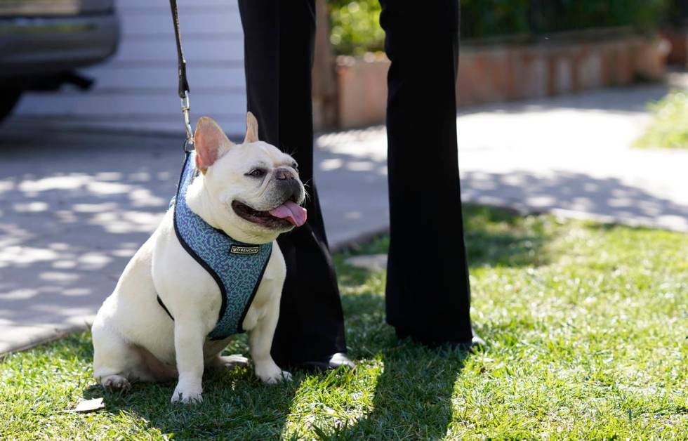 A French bulldog sits near an area on North Sierra Bonita Ave. where Lady Gaga's dog walker was ...