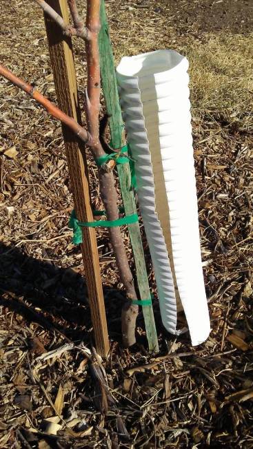 This fruit tree was staked with the green nursery stake and a 1-inch-by-1-inch wooden stake. Th ...