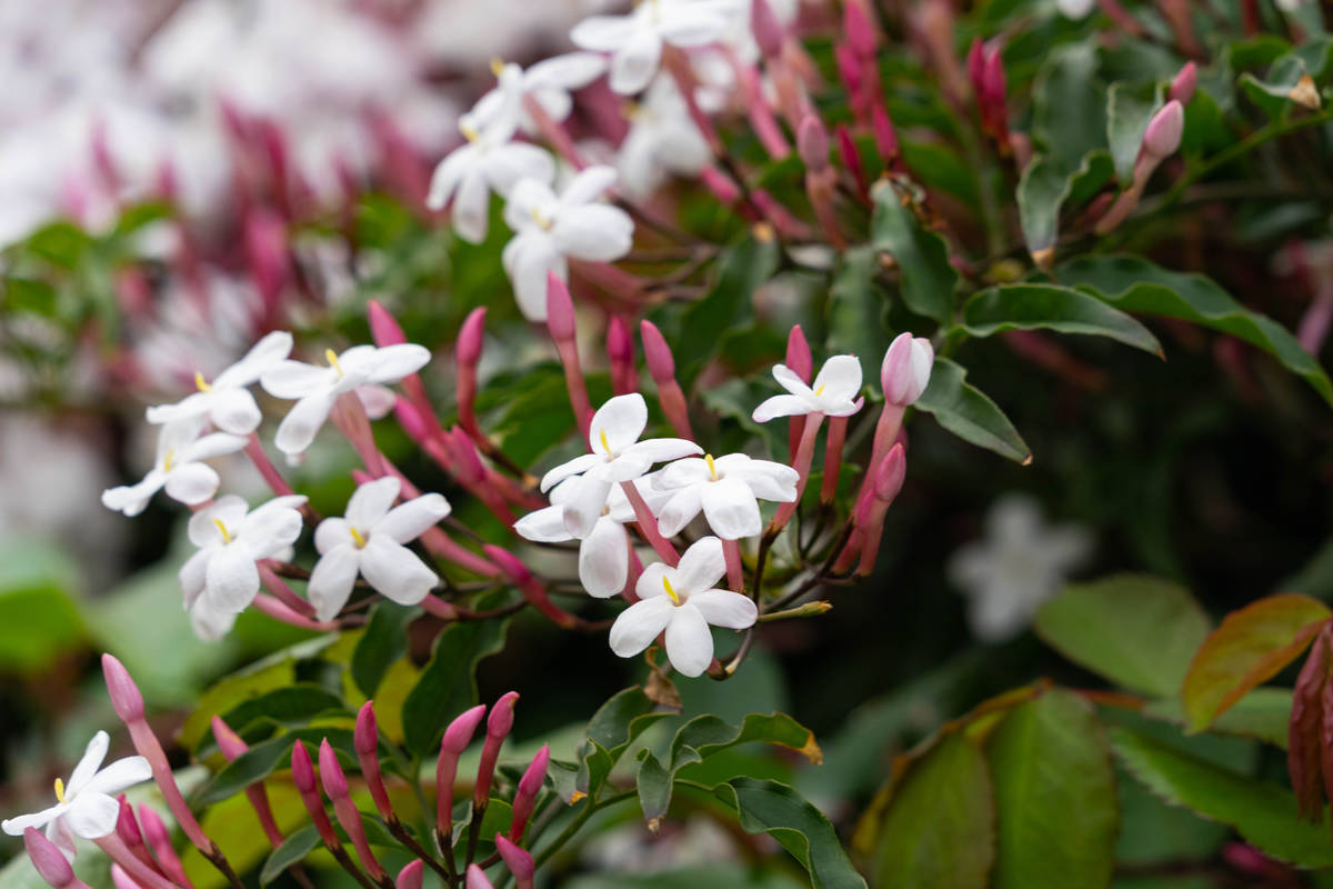 Star jasmine is a vine that produces highly fragrant, white blossoms. It provides excellent gro ...