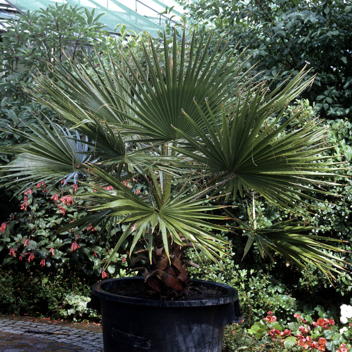 Windmill palm is excellent for making a tropical statement in smaller landscapes and rock garde ...