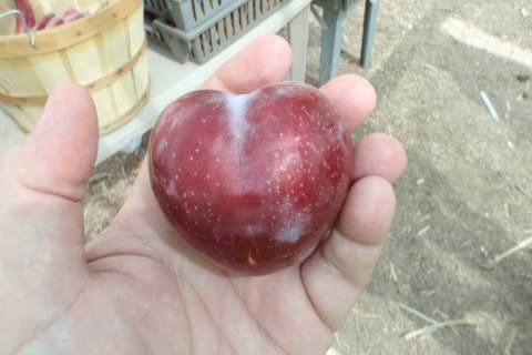 A Sweet Treat Pluerry can be pollinated by a Flavor King pluot and vice versa. (Bob Morris)