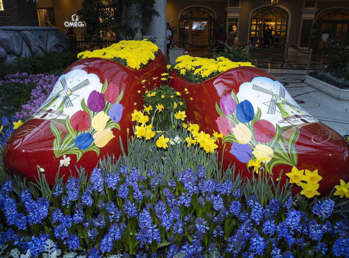 The Bellagio Conservatory, honoring the springtime celebration in Holland, displays the Tulip F ...