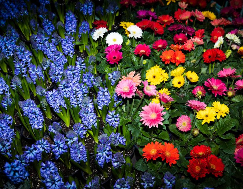 Flowers are displayed at the Bellagio Conservatory honoring the international celebration of sp ...