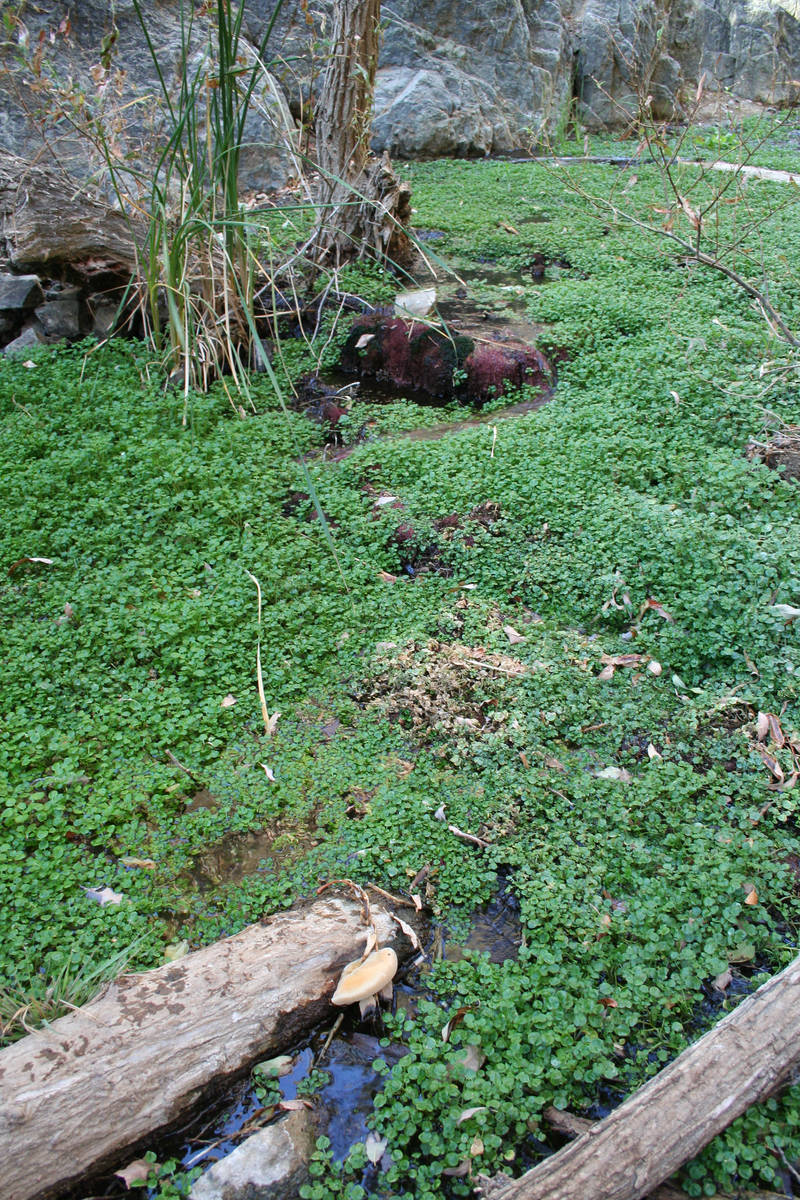 Watercress and other water-loving plants thrive in Darwin Creek. (Deborah Wall)