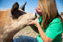 Tara Pike, founder of All Friends Animal Sanctuary, pets Brandy Cookie Bear, a farm pig, at the ...