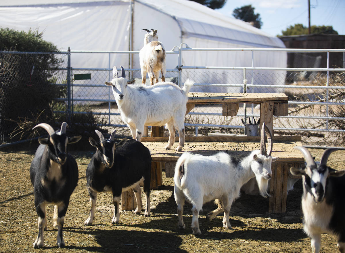 Goats at All Friends Animal Sanctuary in Las Vegas, Sunday, Jan. 24, 2021. In addition to provi ...