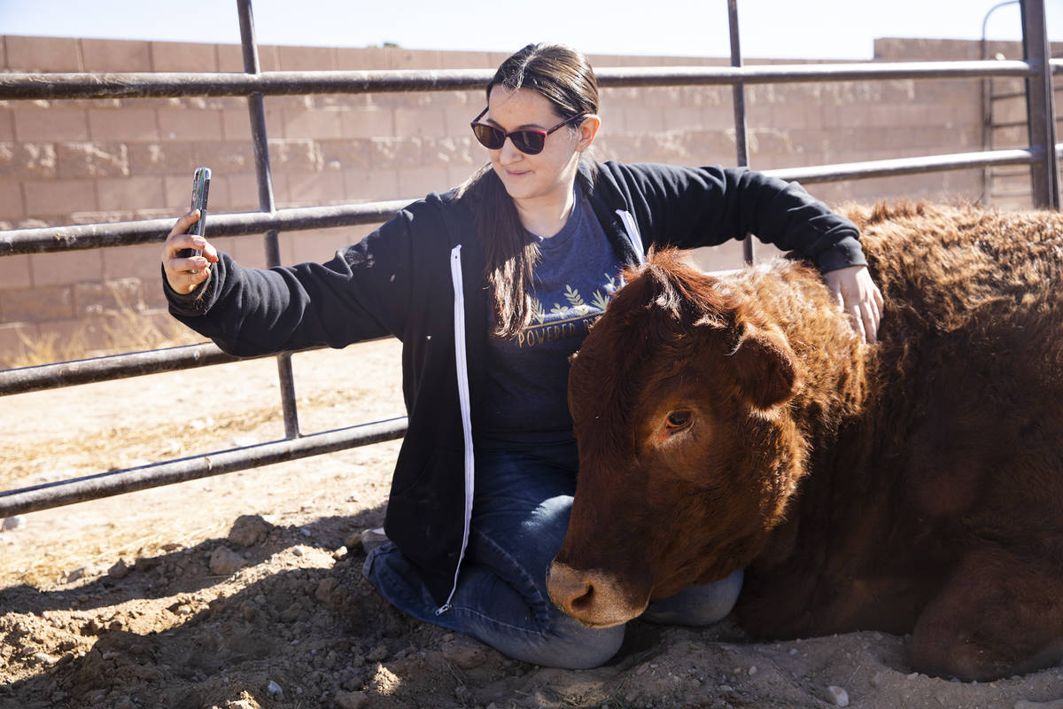 Volunteer Kat Rawlinson pets Mae, a rescued cow, at All Friends Animal Sanctuary in Las Vegas, ...