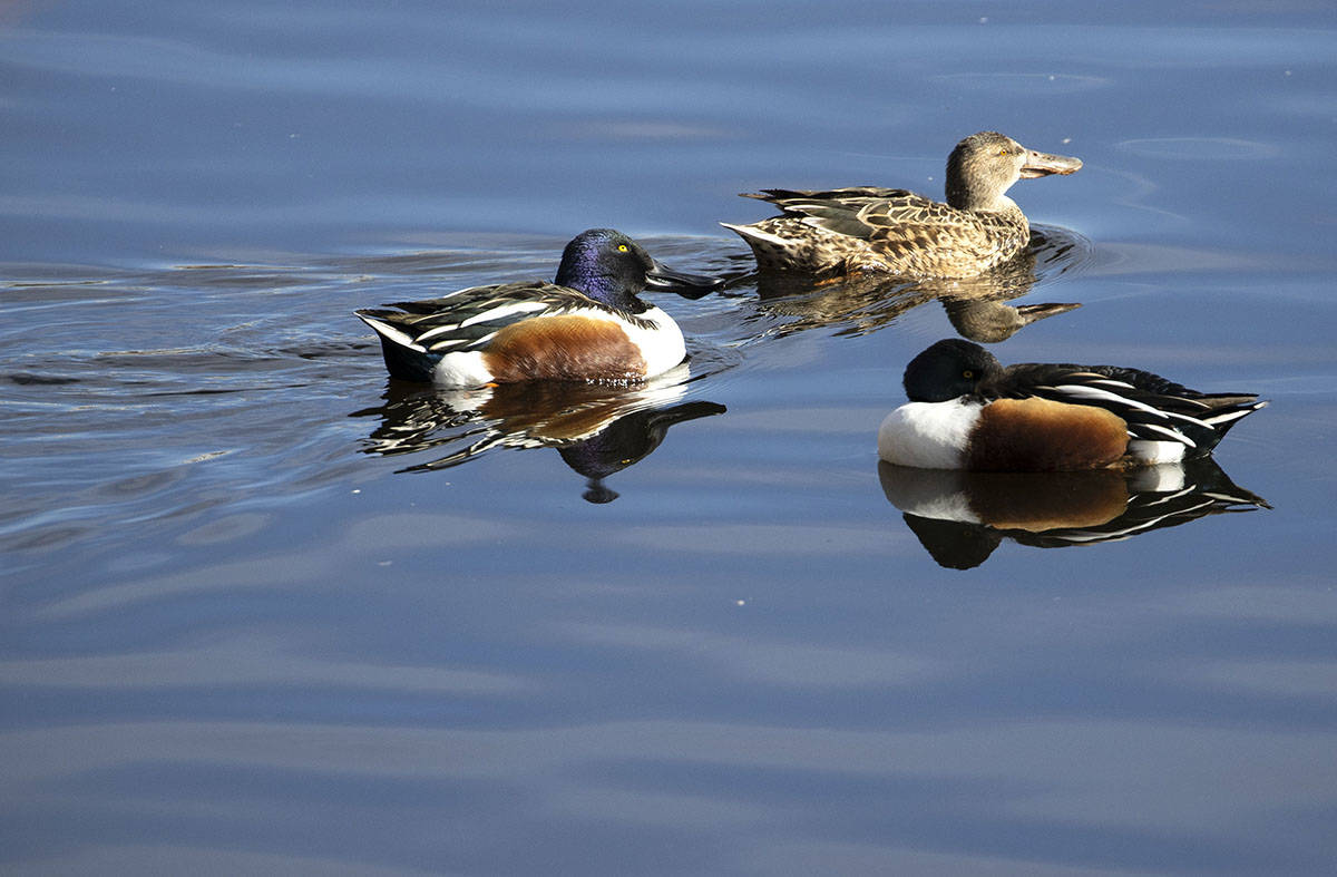 Birds, pets and people will likely feel the first 80-degree day of the year on Friday, March 19 ...