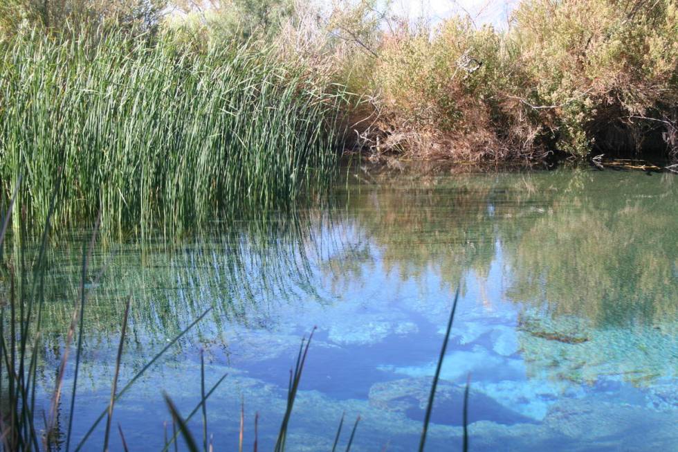 There are 30 seeps and springs at Ash Meadows including seven major springs. (Deborah Wall)
