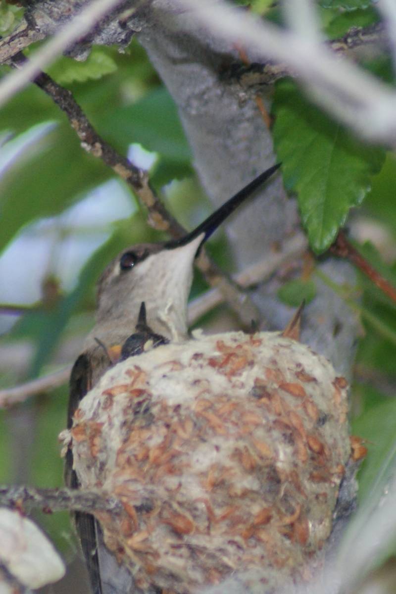 Hummingbird on nest with two babies, close-up of vermillion flycatcher. (Natalie Burt)