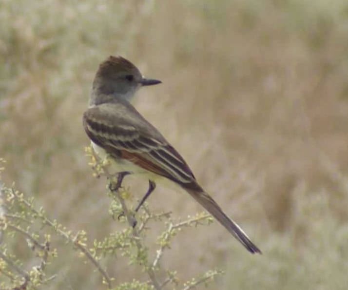 The ash-throated flycatcher is almost a sure bet every spring at Corn Creek. (Natalie Burt / La ...