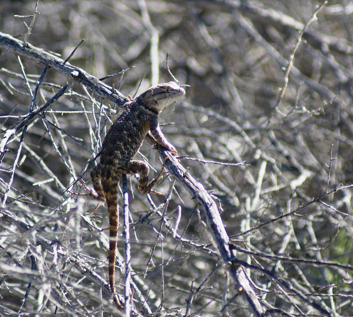 This yellow-backed spiny lizard perches to get a better view of the comings and goings at Corn ...