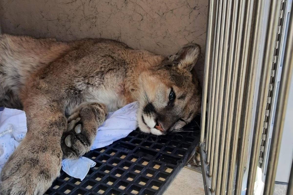 A mountain lion rests after it was captured in Summerlin on Thursday, April 1, 2021. (Clark County)