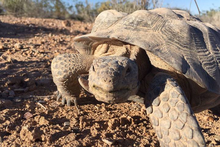 Mojave Max, the famous Southern Nevada desert tortoise, emerged from his Springs Preserve burro ...