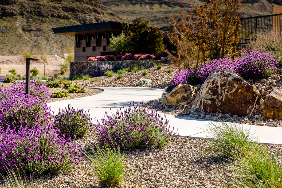 The Howard Hughes Corp. has long used low water-use plants in common area landscaping, includin ...