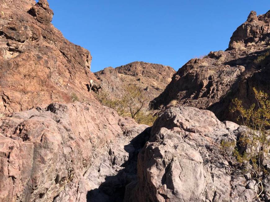 The National Park Service will close several hiking trails in Lake Mead National Recreation Are ...