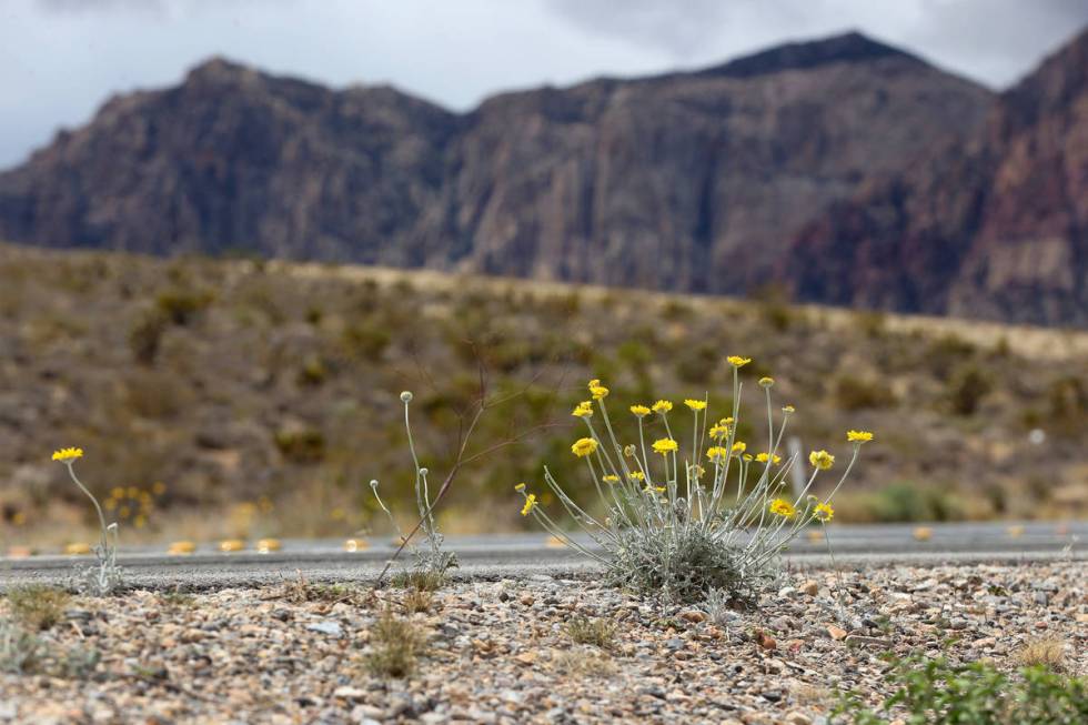Wildflowers grow along State Route 157 in Las Vegas, Tuesday, April 27, 2021. (Erik Verduzco / ...