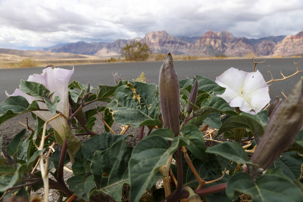 Wildflowers grow along the Red Rock Canyon Scenic Loop in Las Vegas, Tuesday, April 27, 2021. ( ...