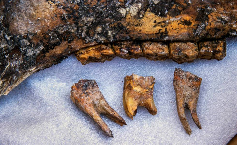 Possible horse jaw and teeth from 6,000 to 9,000 years ago were found in the backyard of Matt P ...