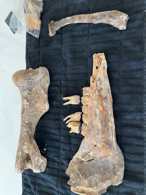 Bones believed to be from a horse that died 6,000 to 9,000 years ago were found Monday while wo ...