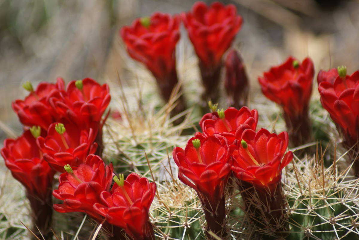 Mojave mound cactus, also known as claret cup cactus, bloom in their rocky home in Hualapai Mou ...