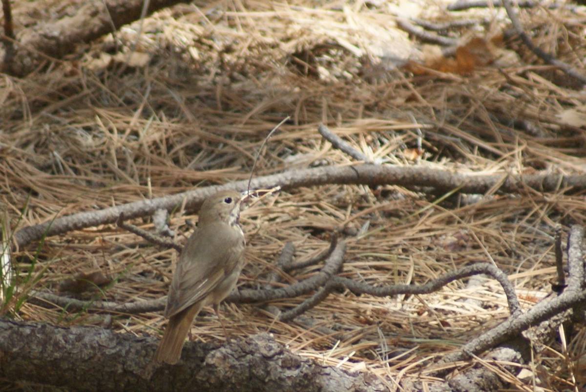 A hermit thrush holds in its beak a pine needle for nest-building material along the Potato Pat ...
