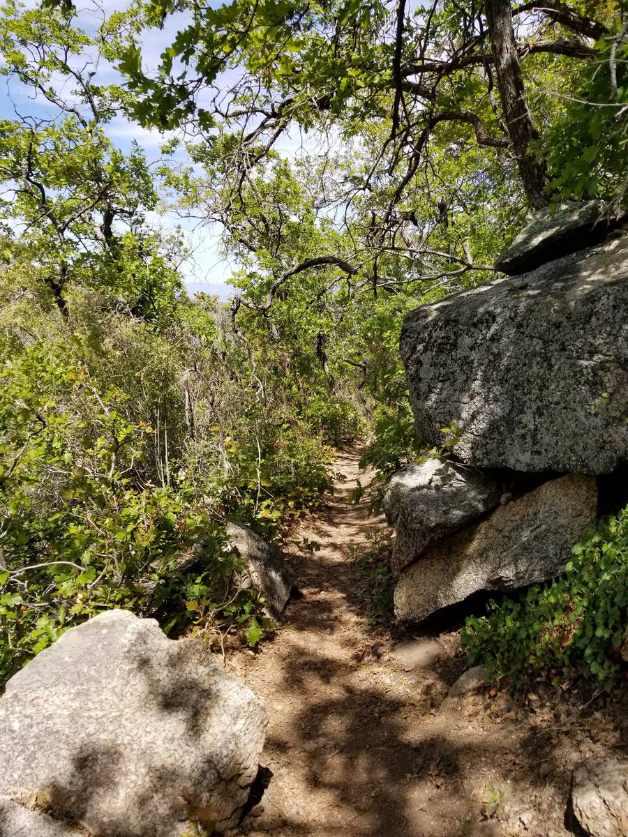 Dappled lighting, sparkling granite and Gambel oak greenery add beauty to the trails in Hualapa ...