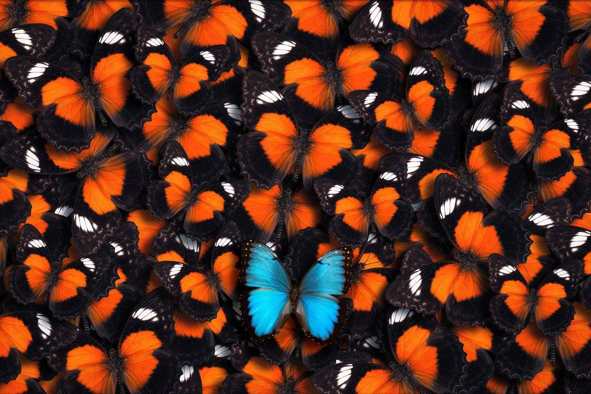 A blue butterfly stands out amongst a group of red butterflies. (The Penny Hoarder)