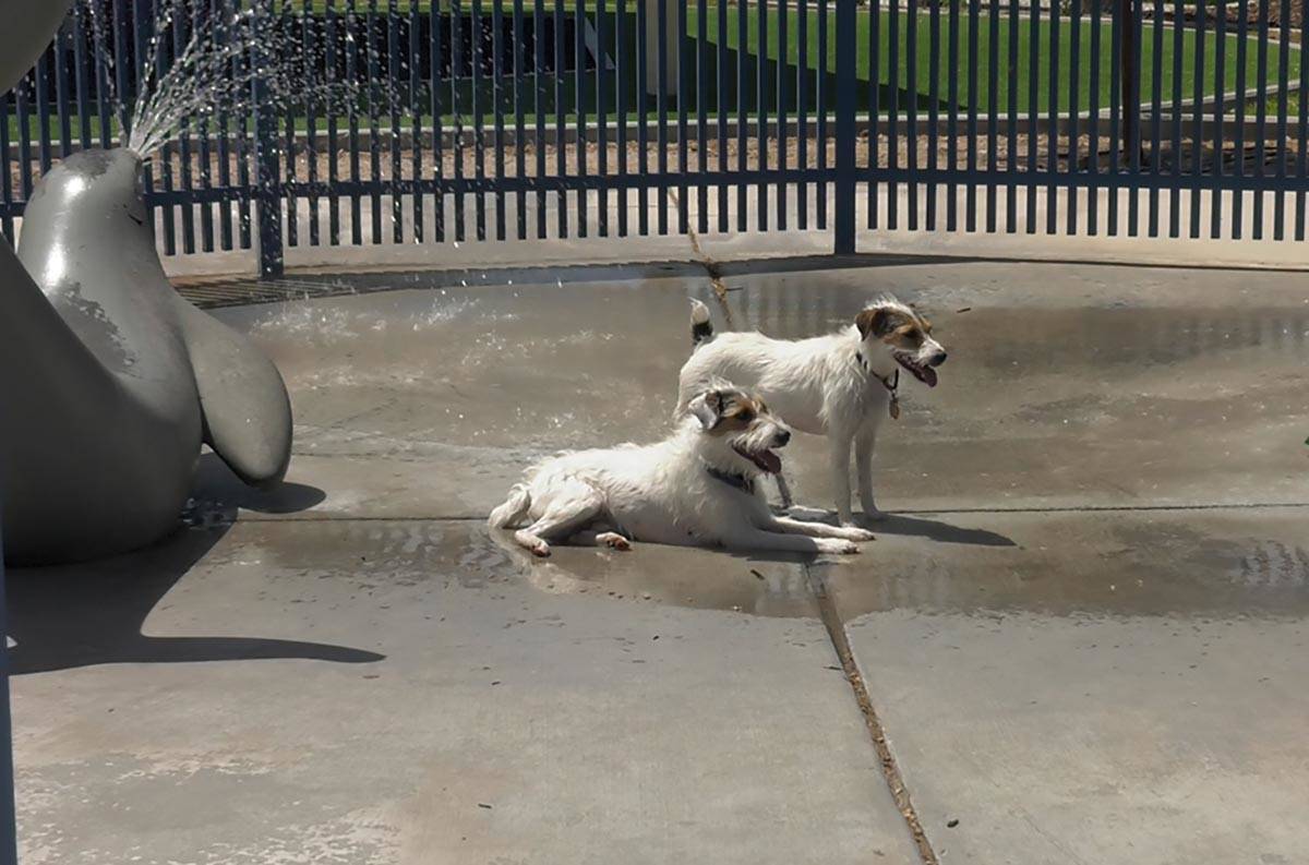 Dogs lay out inside the splash pad at Woofter Family Park on Sunday, May 2, 2021. (Elliot Bauma ...