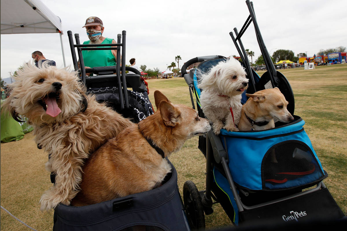 Bob Manning of Las Vegas, background, attends a Cinco de Mayo celebration with his dogs Jessa, ...