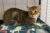 Want to adopt Billy, this handsome 4-year-old brown tabby? The Nevada SPCA hopes to find him an ...