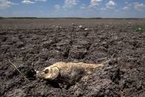 The remains of a carp are seen on the dry lake bed of O.C. Fisher Lake in San Angelo, Texas, in ...