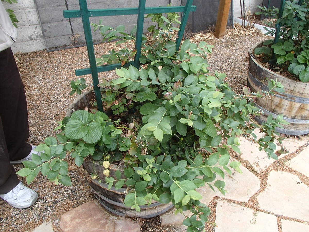 Flowerpot plants determine how often water is needed in a landscape if they are on the same val ...