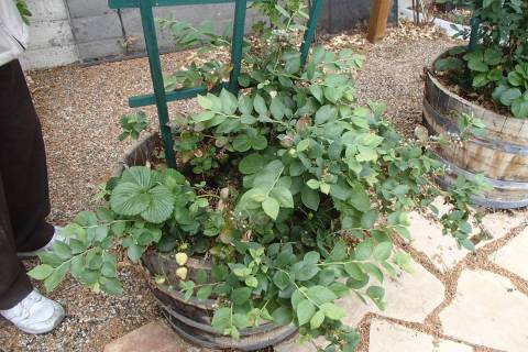 Flowerpot plants determine how often water is needed in a landscape if they are on the same val ...