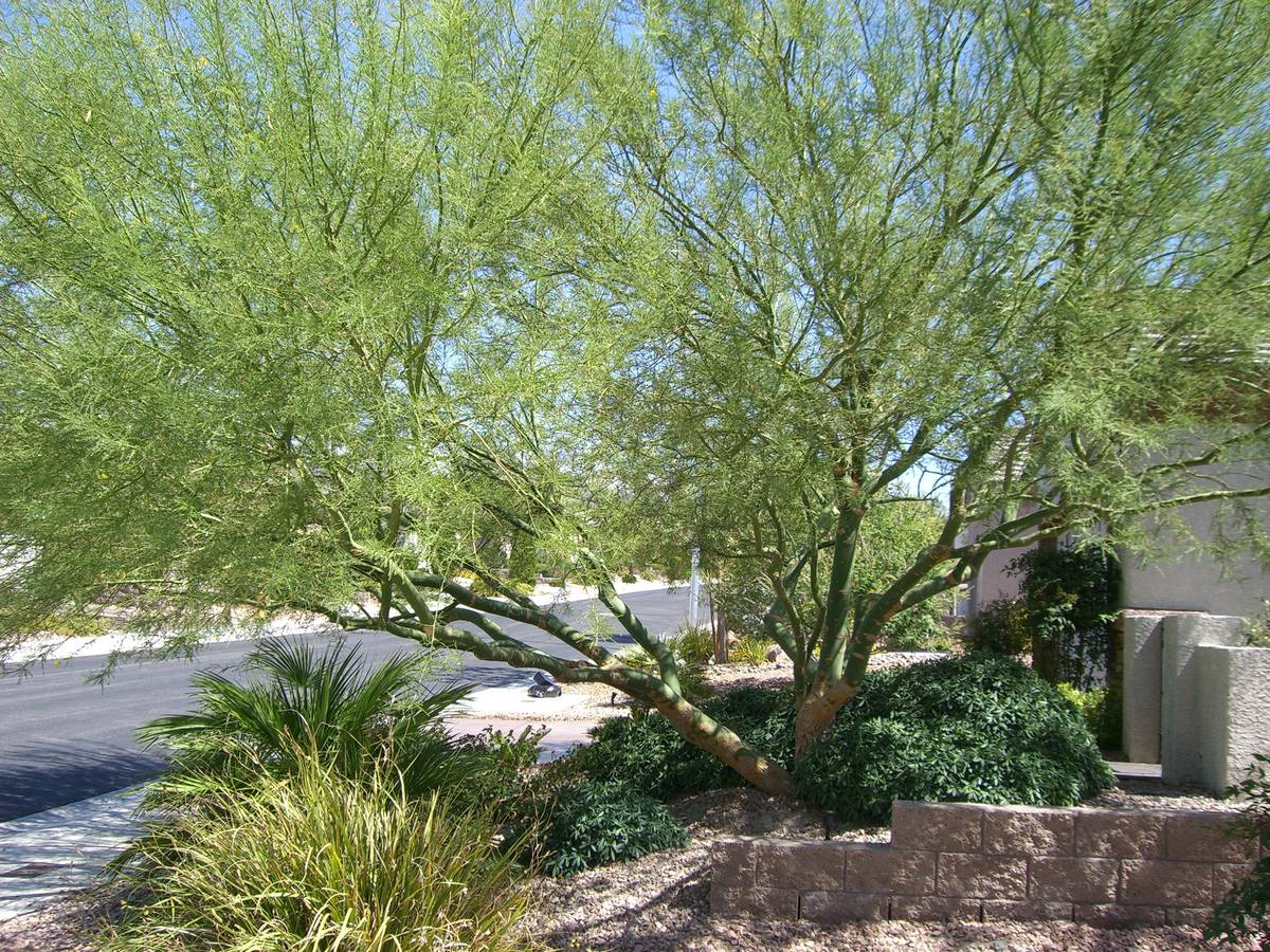 Palo verde is a Sonoran Desert native that will grow when irrigated and drops its leaves when w ...