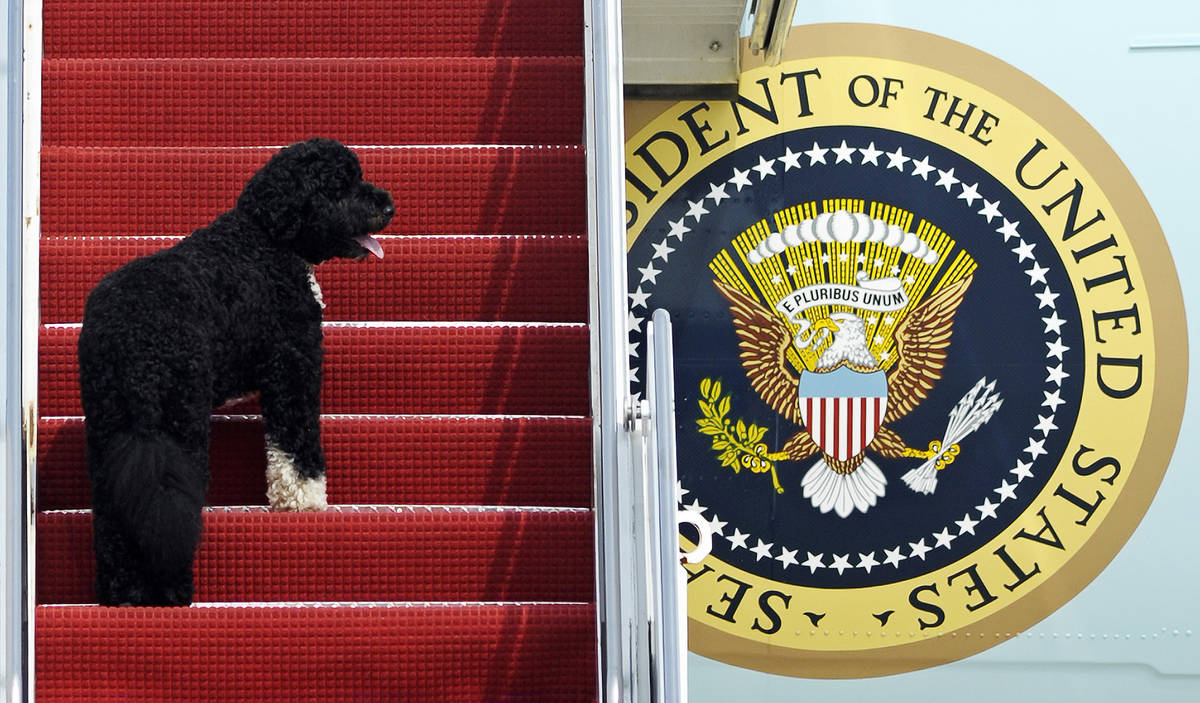 FILE - This Aug. 4, 2010 file photo shows presidential pet Bo climbing the stairs of Air Force ...