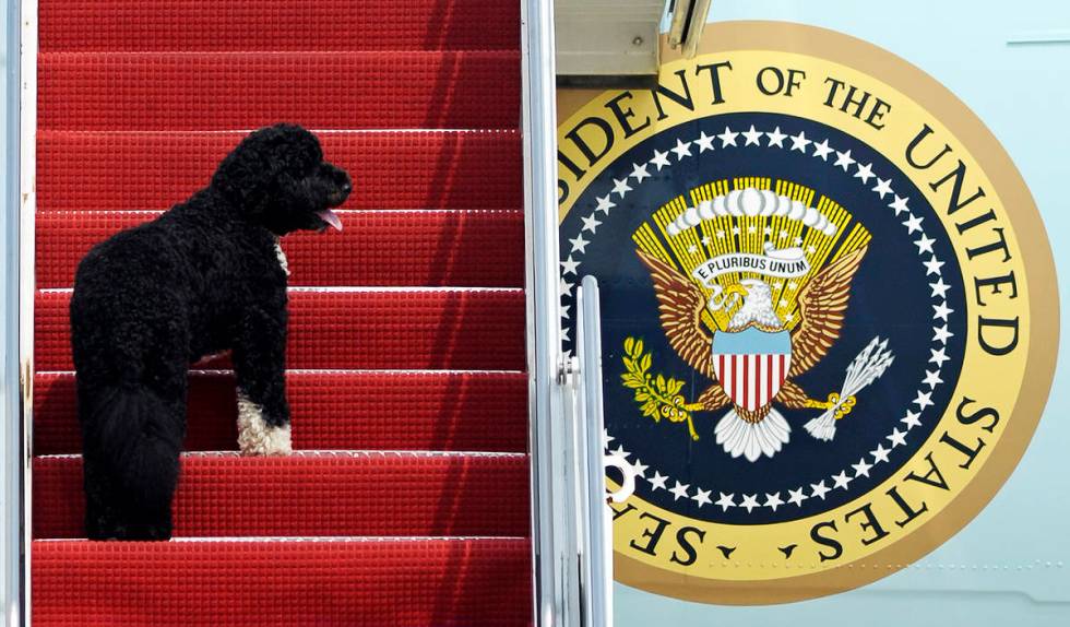 FILE - This Aug. 4, 2010 file photo shows presidential pet Bo climbing the stairs of Air Force ...