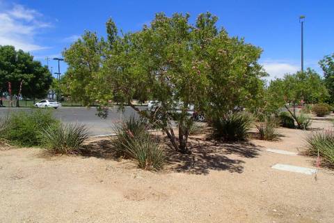 Desert willows grow naturally in the desert so they are perfect plants for rock mulch and a dry ...