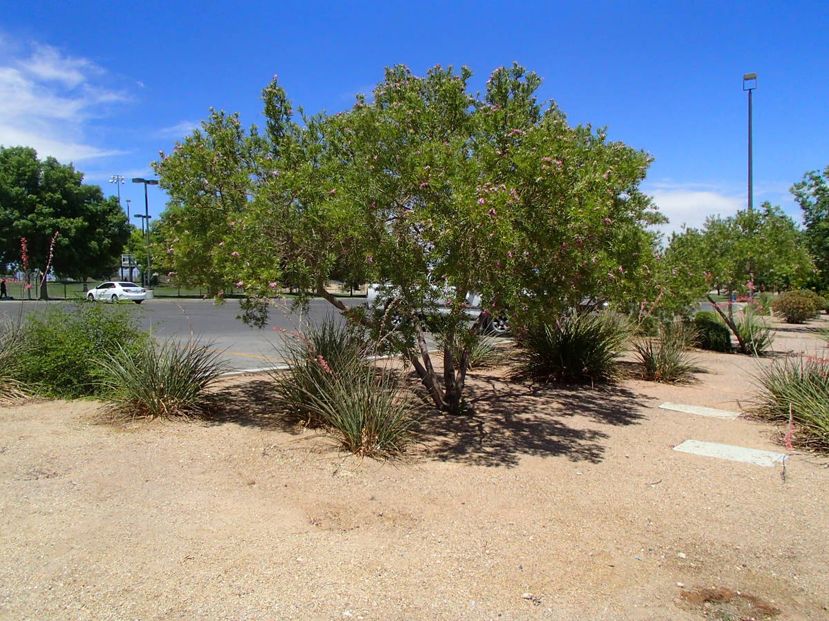 Desert willows grow naturally in the desert so they are perfect plants for rock mulch and a dry ...