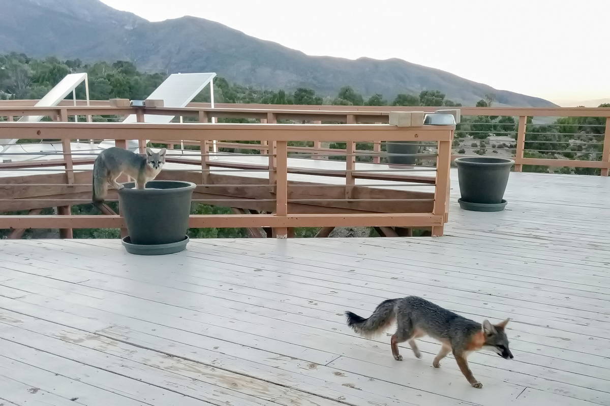 A pair of gray foxes explore the outdoor deck at 146 Blanda Circle at Cold Creek. (Ben Zimmerman)