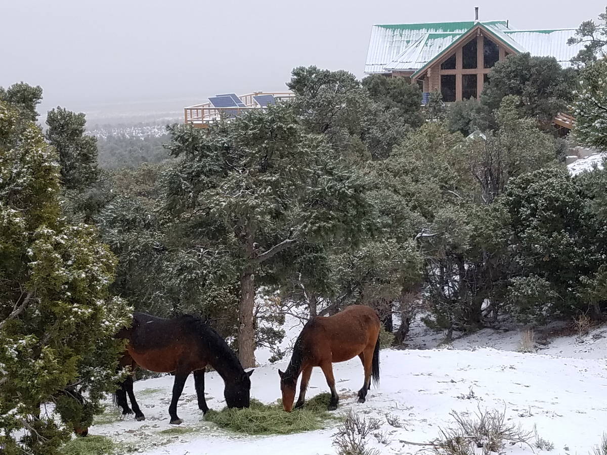 Wild horses dine on hay near 146 Blanda Circle at Cold Creek. The home can be seen to the right ...